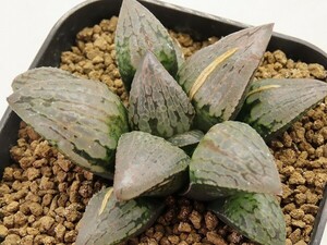 ■[W098]きらきらN水晶×ガラスのマリー　実生　未繁殖　ヤマト運輸 【多肉植物　Haworthia　ハオルチア　ハオルシア】