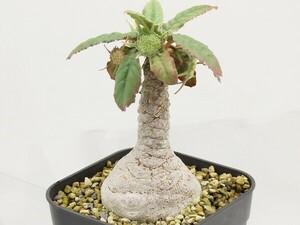 ■[W126]foetida　モンスター実生　実生苗　ヤマト運輸 【多肉植物　Dorstenia　ドルステニア】