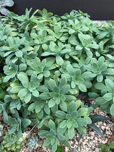 多肉植物　カット苗　薄化粧