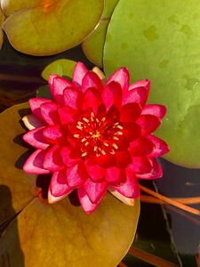 ma knee red seedling enduring cold . water lily temperature obi water lily me Dakar biotope 