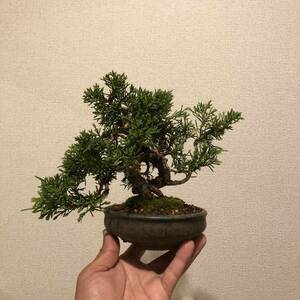  shohin bonsai genuine Kashiwa [ distribution free postage ]