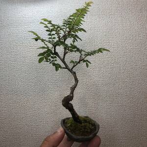  shohin bonsai reference роза [ распределение бесплатная доставка ]