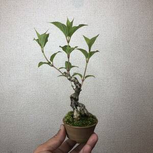  shohin bonsai empty tree utsugi root on [ distribution free postage ]
