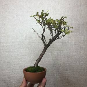 gili shohin bonsai кипарис ..20 год передний и задний (до и после) реальный сырой [ распределение бесплатная доставка ]