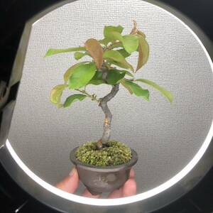  shohin bonsai chinese quince chinese quince mini bonsai real raw old tree 