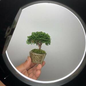 mini bonsai ream mountain hinoki cypress hinoki .... pretty shohin bonsai 