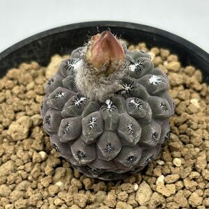 ◆エリオシケ　ナピナ◆サボテン・多肉植物　◆CACTI7◆2137