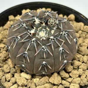 ◆ギムノカリキウム 鳳頭◆サボテン・多肉植物 ◆CACTI7◆1957の画像2