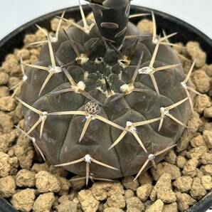 ◆ギムノカリキウム 守殿玉◆サボテン・多肉植物 ◆CACTI7◆1961の画像7