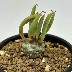 ◆チレコドン ルブロベノーサス◆サボテン・多肉植物  塊根植物・コーデックス◆CACTI7◆2063の画像6