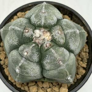 ◆アストロフィツム　亀甲銀紗ランポー玉◆サボテン・多肉植物　◆CACTI7◆1950