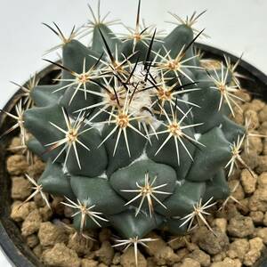 ◆コリファンタ　獅子奮迅◆サボテン・多肉植物　◆CACTI7◆1441