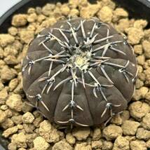 ◆ギムノカリキウム　鳳頭◆サボテン・多肉植物　◆CACTI7◆943_画像2