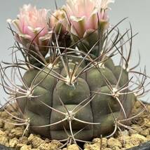 ◆ギムノカリキウム　尾形丸◆サボテン・多肉植物　◆CACTI7◆984_画像9