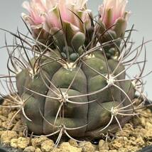 ◆ギムノカリキウム　尾形丸◆サボテン・多肉植物　◆CACTI7◆984_画像8