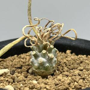 ◆チレコドン　ルブロベノーサス◆サボテン・多肉植物　　塊根植物・コーデックス◆CACTI7◆1876