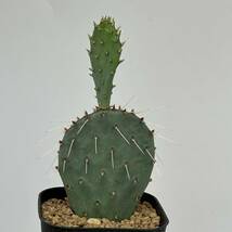 ◆ オプンチア　ポトシー　Opuntia pottsii ◆サボテン・多肉植物　◆CACTI7◆935_画像2