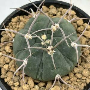 ◆ギムノカリキウム　紅蛇丸◆サボテン・多肉植物　◆CACTI7◆929