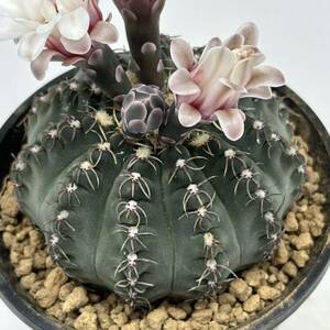 ◆ギムノカリキウム　瑞昌玉　大きめ◆サボテン・多肉植物　◆CACTI7◆937