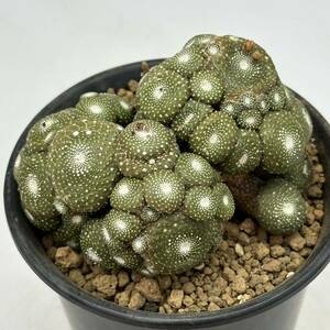 ◆ブロスフェルディア　松露玉◆サボテン・多肉植物　◆CACTI7◆1916