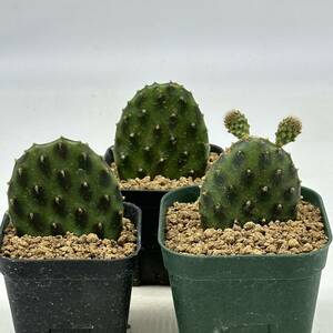 ◆オプンチア　デケンベンス　パンダ団扇　3鉢セット◆サボテン・多肉植物　◆CACTI7◆1247