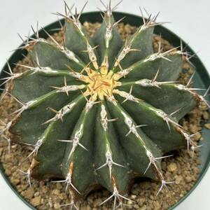 ◆フェロカクタス　シュワルジー　黄彩玉　古木◆サボテン・多肉植物◆CACTI7◆1304