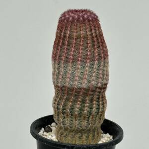 ◆エキノケレウス　紫太陽◆サボテン・多肉植物　◆CACTI7◆1455