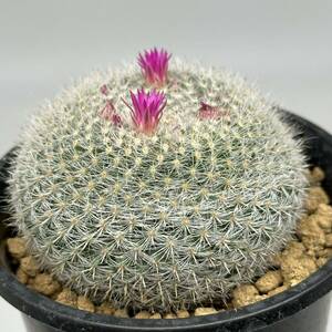 ◆Mammillaria klissingiana マミラリア　キリシンギアナ ◆サボテン・多肉植物　◆CACTI7◆815