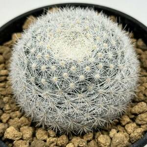 ◆マミラリア　満月◆サボテン・多肉植物　◆CACTI7◆672