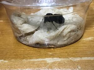 クロオオアリの新女王蟻　(産卵確認)