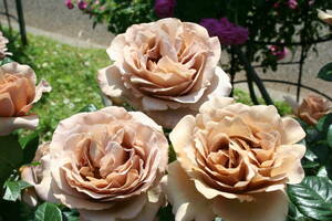 (^^) привлекательный роза * Cafe Latte * цветок после обрезка товар 