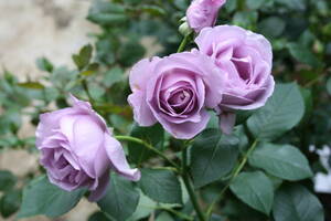 （＾＾）和の雰囲気を感じさせるバラ☆しのぶれど☆香りもとても素敵なバラです。花後剪定品