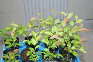 (^^) bonsai material * small leaf . tall stewartia ( heaven castle mountain production * real raw 3 year raw )12P together A
