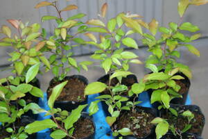 (^^) bonsai material * small leaf . tall stewartia ( heaven castle mountain production * real raw 3 year raw )12P together B