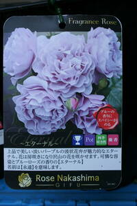 （＾＾）香りのバラ☆フレグランスローズ☆2鉢まとめて（エターナル・マリアベール）サービス品