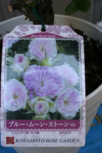 (^^) attraction. rose * blue moonstone * flower after pruning goods *