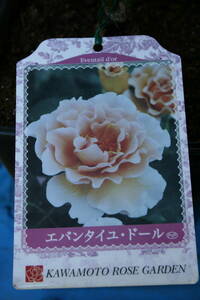 (^^) service rose * attractive rose 2 pot together (e van Thai yu doll & Eternal ) flower after pruning goods 