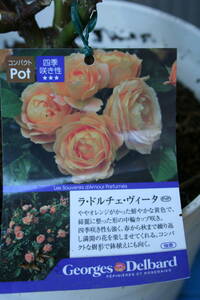 (^^) замечательный оттенок. роза *la* Dolce Vita * цветок после обрезка товар 
