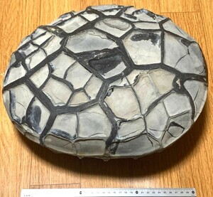 亀甲石　セプタリアン　ノジュール　40cm　26kg　水石　原石　鑑賞石　自然石　化石
