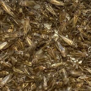 ～リニューアルセール中～ ヨーロッパイエコオロギ Lサイズ(成虫) 100匹＋リピーター様増量10％＋死着[保証]5匹＆死着[補償]あり 送料無料の画像1