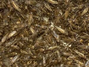 ～リニューアルセール中～　ヨーロッパイエコオロギ Lサイズ(成虫) 100匹＋リピーター様増量10％＋死着[保証]5匹＆死着[補償]あり 送料無料