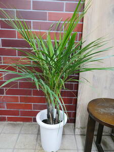  postage included decorative plant to clear simo when approximately 100 centimeter 2