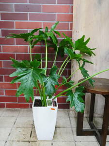  postage included decorative plant selloum Hope approximately 75 centimeter 1