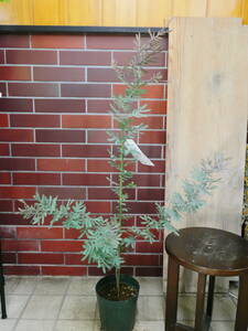 鉢植え　アカシア　プルプレア　4　約110センチ