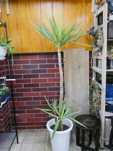  декоративное растение юкка . ввод . ввод юкка примерно 160 см 