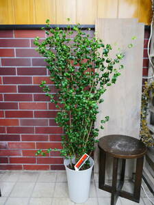  postage included decorative plant Benjamin ba lock approximately 115 centimeter 3