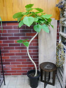  включая доставку декоративное растение umbellata изгиб примерно 140 см 1