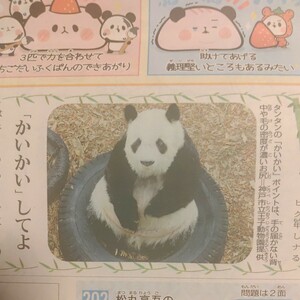 タンタン　2024年3月29日　毎日小学生新聞　記事　「かいかい」してよ　王子動物園　ジャイアントパンダ　パンダ