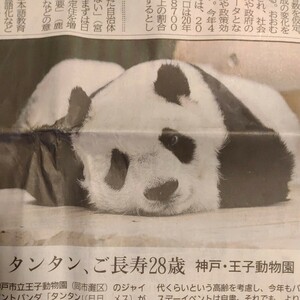 タンタン　2023年9月17日　神戸新聞　記事　「タンタン、ご長寿28歳」王子動物園　ジャイアントパンダ　パンダ　