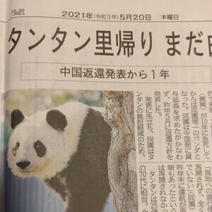 タンタン　2021年5月20日　神戸新聞　記事　「タンタン里帰り　まだ白紙」王子動物園　ジャイアントパンダ　パンダ